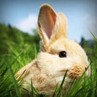 /album/asociatiaumanitara/photolia-a03-jpg/